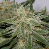Reeferman Seeds Grapefruit feminisierte Samen