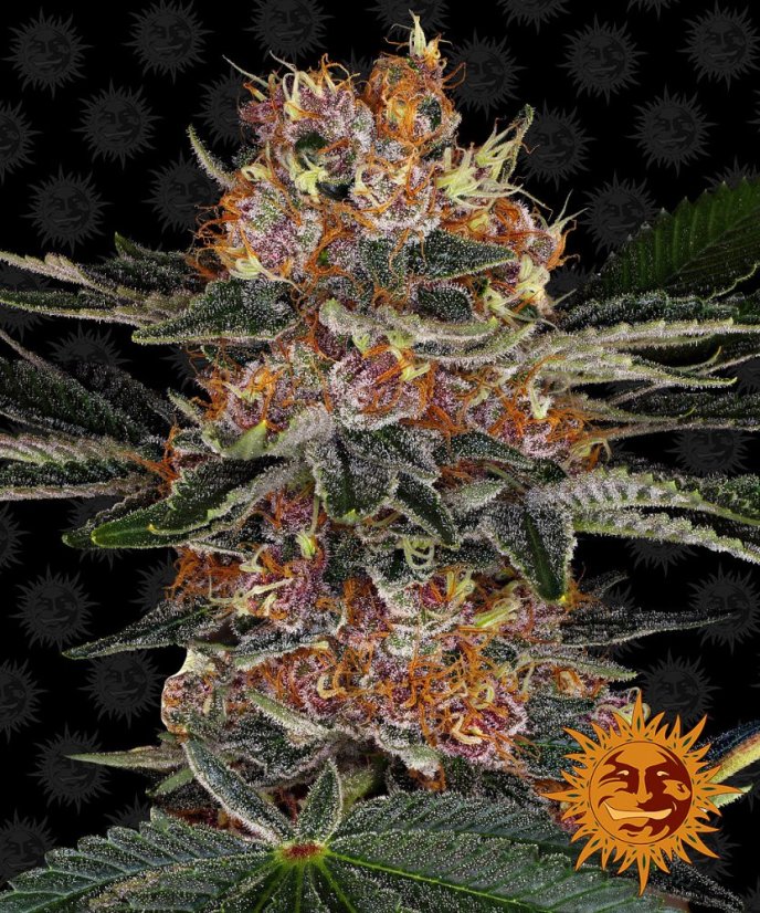 Purple Punch Auto - samonakvétací semínka 5 ks Barney´s Farm
