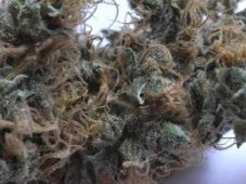 NL5 x Skunk - Standardized seeds 18 pcs Mr. Nice