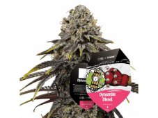 Dynamite Diesel - odmiana feminizowana 5szt Royal Queen Seeds x Mike Tyson