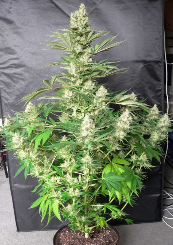 Jack Flash N.5 5 ks feminizované semená Sensi Seeds