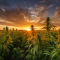 HARVESTING CANNABIS: TIMING IS THE KEY TO SUCCESS!