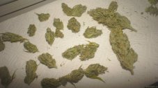 Monster – 6ks feminizovaná semena Eva Seeds