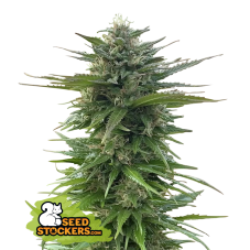 Seedstockers CBG Zerodue feminizovaná semena, 25 ks