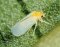 The Most Common Cannabis Pests 1/2