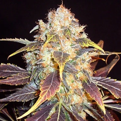 White Berry - 10 ks feminizované semená Paradise Seeds