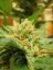 Black Jack – feminizované semienka 10 ks Sweet Seeds