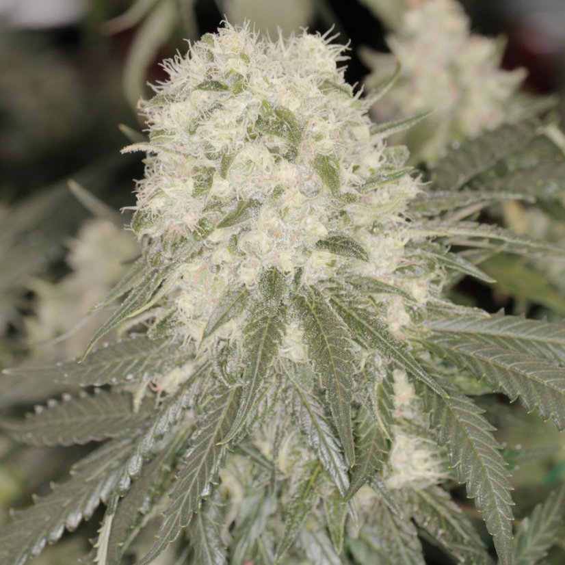 Bad Azz Kush - feminizovaná semínka 3 ks Barney´s Farm