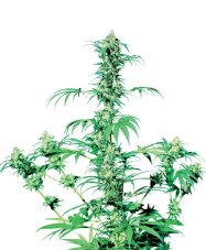 Early Girl - standardized seeds 10 pcs Sensi Seeds
