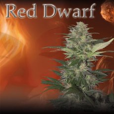 Red Dwarf - feminizovaná a autoflowering semínka 10 ks Buddha Seeds