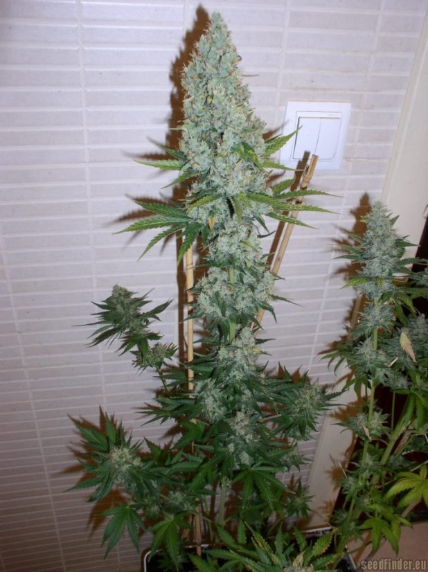 Amnesia Lemon – feminizovaná semínka 10 ks Barney´s Farm