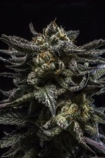 Ripper Seeds Zombie Kush nasiona feminizowane