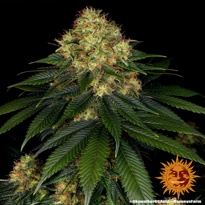 Skywalker OG Auto - autoflowering semena marihuany 3 ks Barney´s Farm