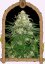 Z&Z Auto - Autoflowering Marihuana Samen, 3Stck Exotic Seed