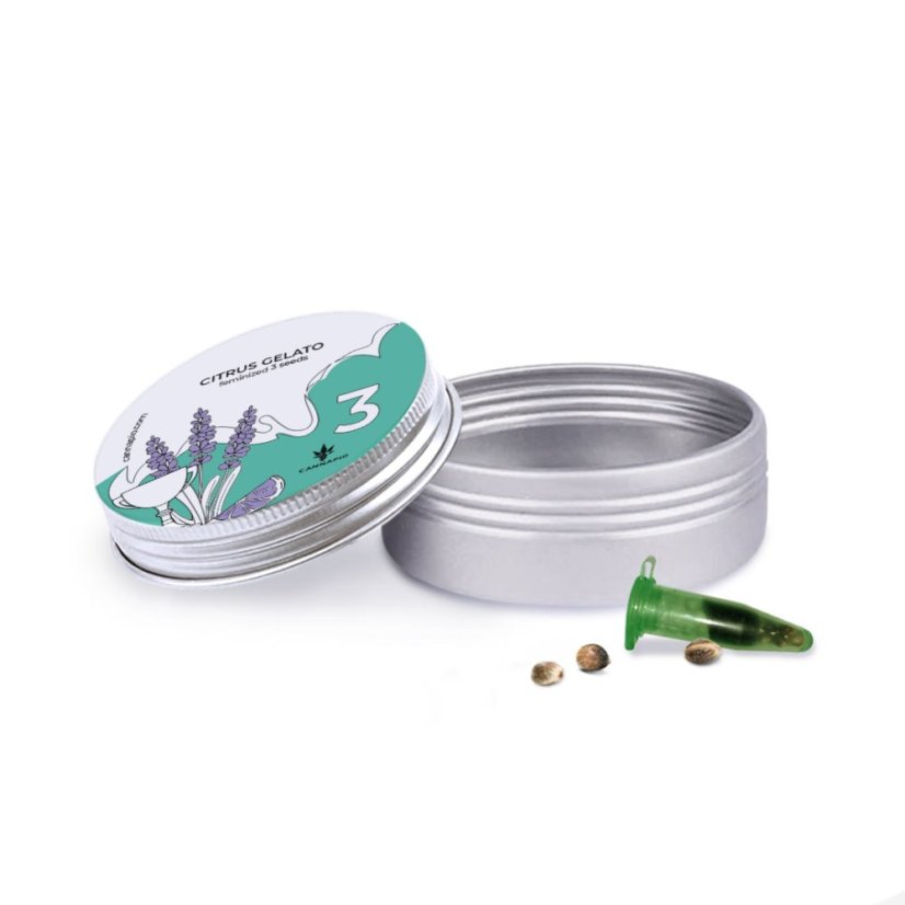 Citrus Gelato - feminizované semená 3 ks Cannapio