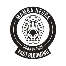 Blimburn Seeds Mamba Negra Fast Blooming feminizovaná semena