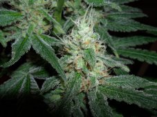 Hash Plant - Nasiona 10 szt. Standardowych Sensi Seeds
