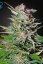 Super Lemon Haze Auto - samokvitnúce semienka 3 ks Green House Seeds