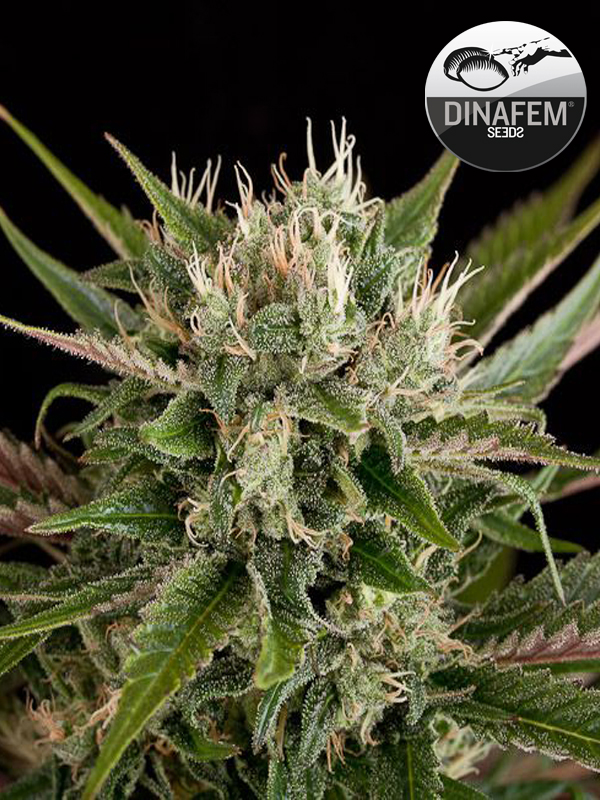 Blue Thai - nasiona feminizowane 5 sztuk Dinafem