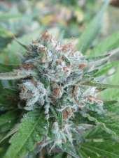 Cali Connection Bellini feminized seeds, Gold Collection