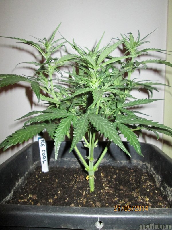 NYC Diesel Auto (dříve Ice Cool Auto) - feminizovaná a samonakvétací semínka 5ks Sweet Seeds