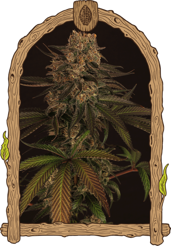 Exotic Colours - Feminized Seeds, 5 pcs, Exotic Seed