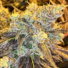 Karma Genetics HeadStash nasiona feminizowane