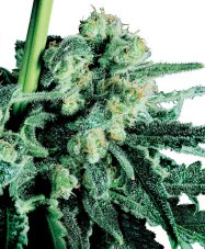 Sensi Skunk - Nasiona 10 szt. Standardowych Sensi Seeds