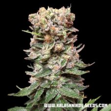Kalashnikov Seeds CBD Cake feminizovaná semena
