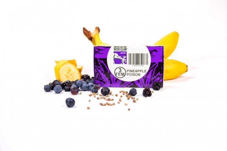 Pineapple Poison - feminizovaná semena 8 ks, Super Sativa Seed Club