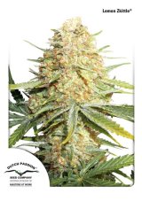 Lemon Zkittle - feminizovaná semienka 5ks Dutch Passion