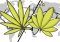 Indica vs. Sativa: Origin, Uses, and Effects