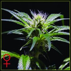 Damn Sour 5 ks, feminizované semená Green House Seeds