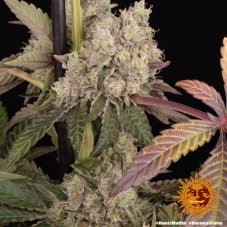 Runtz Muffin - feminisierte Marihuana Samen 10 Stück Barney's Farm