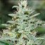 Red Dragon – feminizované semienka 10 ks Barney Farms