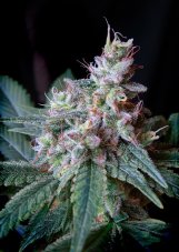 Cream Caramel Fast Version - feminizovaná semena 10ks Sweet Seeds