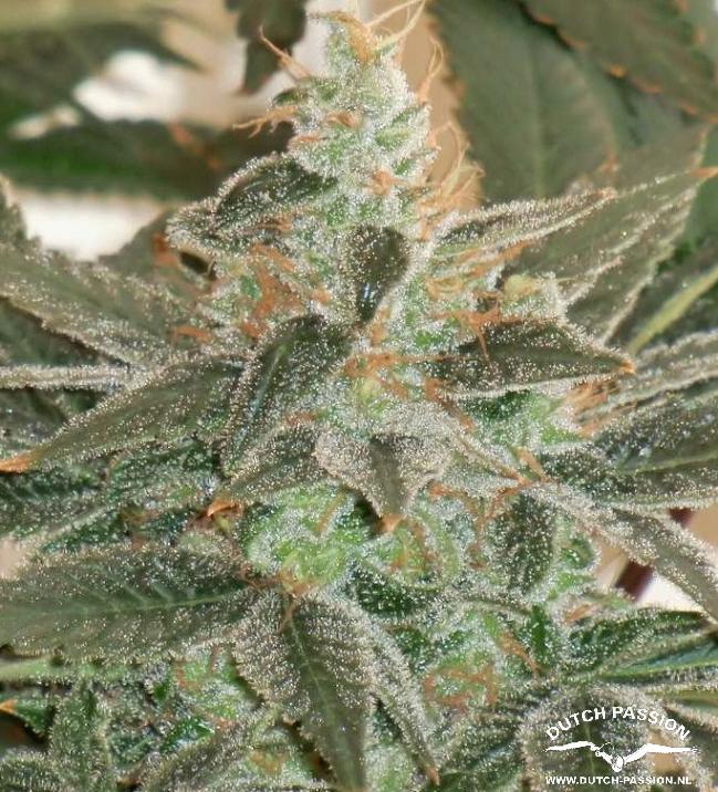 Blue Velvet® - feminizovaná semínka 3ks Dutch Passion