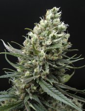Ripper Seeds Ripper Haze feminizovaná semena