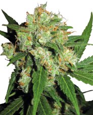 Sensi Skunk - feminizované semienka konope 5 ks, Sensi Seeds