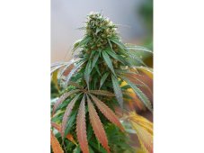 Dinafem California Hash Plant feminizovaná semena