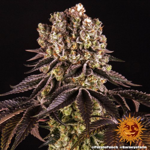 Purple Punch - feminizovaná semená marihuany 3 ks Barney´s Farm