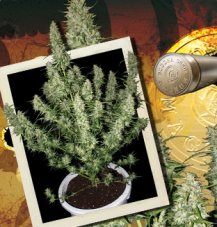 Magnum - Graines Féminisées Autofloraison 5 pcs Buddha Seeds