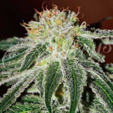 Delicious Seeds Black Russian Feminized Seeds