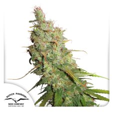Desfrán - nasiona feminizowane autoflower 7 szt Dutch Passion