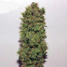 Skunk Haze 18 sztuk standardowych nasion Miło