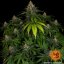 Shiskaberry - feminizované semená marihuany 10 ks Barney´s Farm