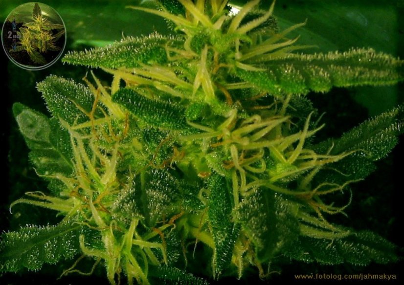 Shiva Shanti II 10 ks štandardizované feminizované semená Sensi Seeds