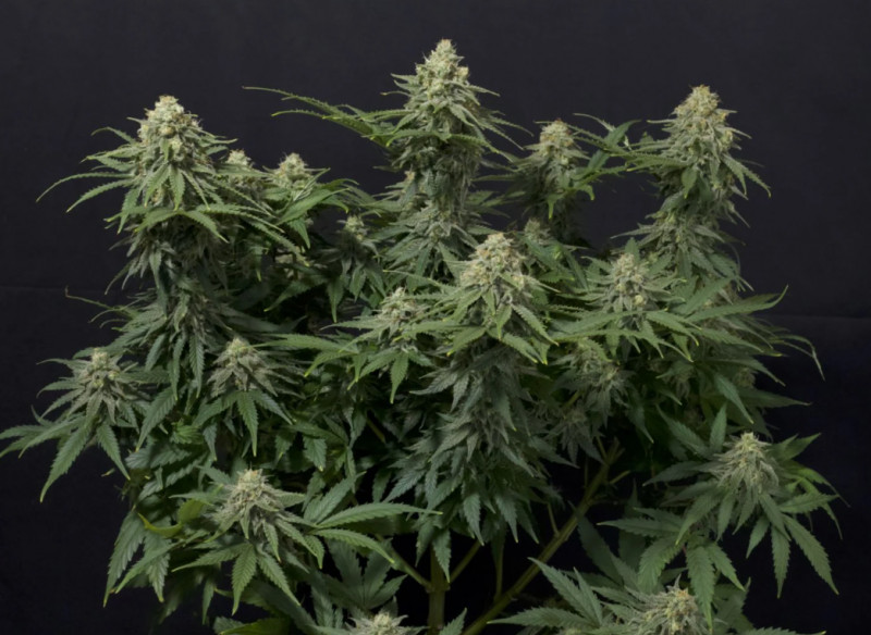 Wedding Cheesecake FF - feminizované semená marihuany 3 ks Fast Buds
