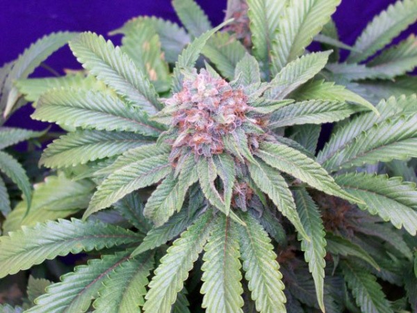 G13 x Widow 18  ks standardizovaná semínka Mr. Nice