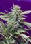 S.A.D. Auto – 3 ks autoflowering semien RQS